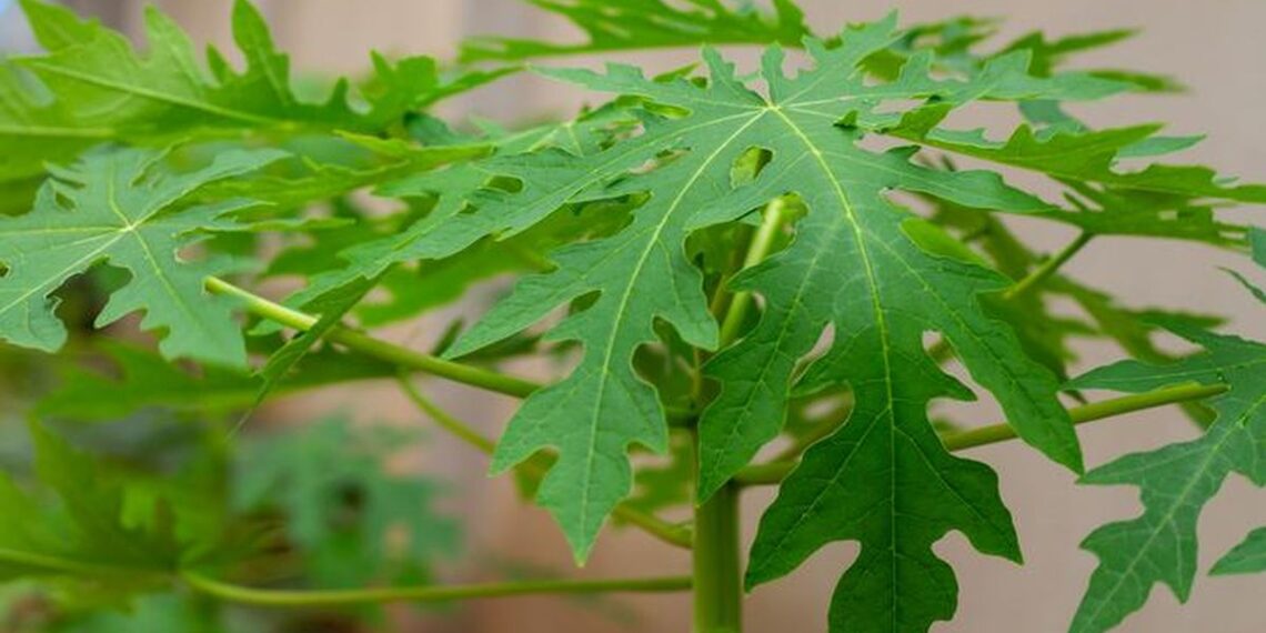 Khasiat Daun Pepaya Untuk Kesehatan Tubuh