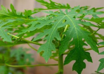 Khasiat Daun Pepaya Untuk Kesehatan Tubuh