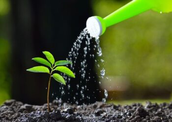 7 Tips Merawat Tanaman di Musim Kemarau Agar Tetap Subur dan Sehat