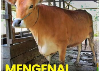 Tiga Hewan Ternak Jabar akan Dipamerkan Dalam Kontes Ternak dan Ekspo Pangan