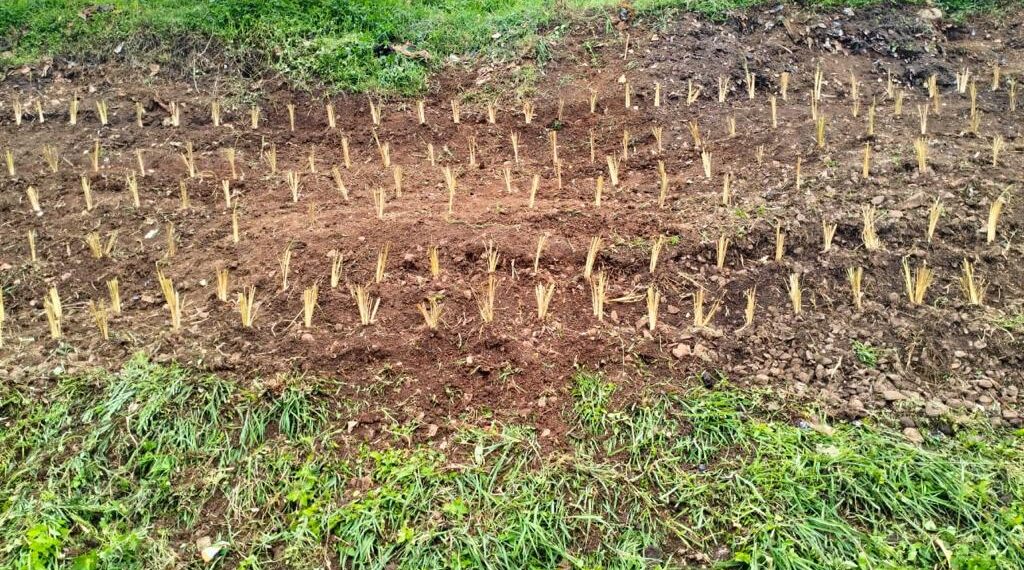 Antisipasi Longsoran, Daop 2 Tanam 9.236 Akar Wangi di Lereng Bukit dan Jembatan Kanan – Kiri Jalur Rel