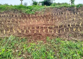 Antisipasi Longsoran, Daop 2 Tanam 9.236 Akar Wangi di Lereng Bukit dan Jembatan Kanan – Kiri Jalur Rel