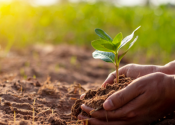 Hari Menanam Pohon Indonesia