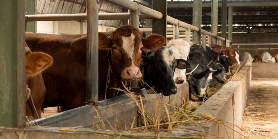 Wow! Penyakit PMK di Jabar Terkendali. Berikut Penjelasan Pemprov Jabar