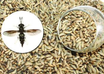 Budidaya Maggot : Peluang Usaha Ramah Lingkungan