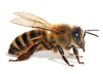 Rahasia Lebah: Kehidupan Koloni dan Manfaatnya