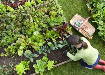 Berkebun di Taman Rumah: Tips dan Manfaat