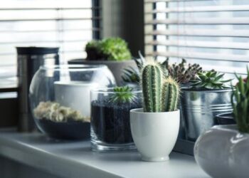 Tanaman Hias yang Bakal Tren di 2025
