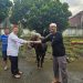 Daging Qurban di Garis Depan Perang Melawan Stunting