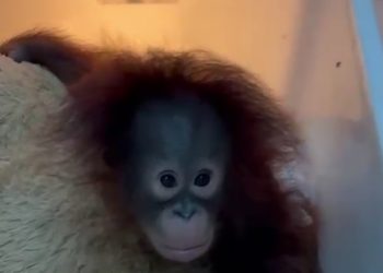 Tama Disandera, Adab Dilecehkan di Kebun Binatang Bandung