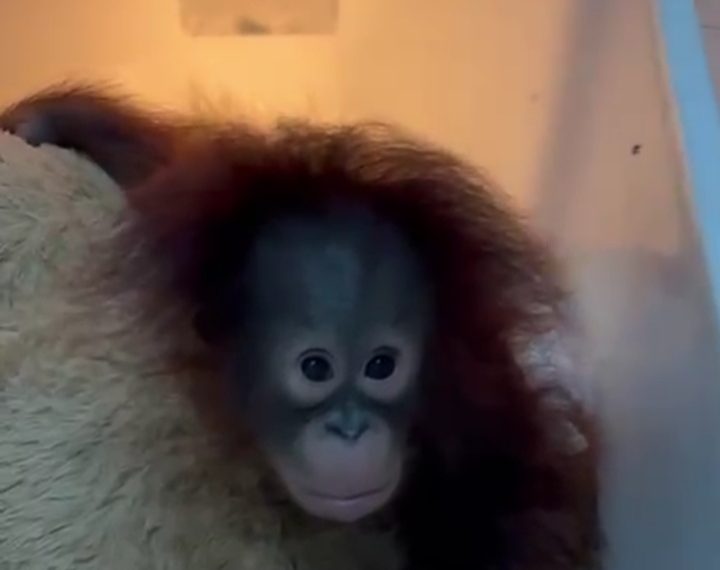 Tama Disandera, Adab Dilecehkan di Kebun Binatang Bandung