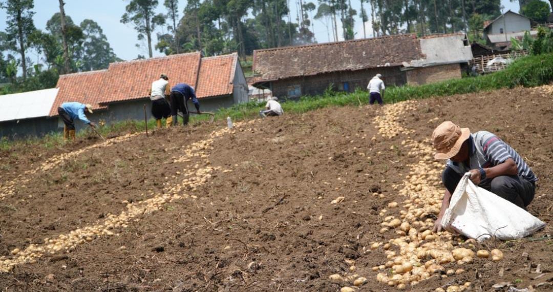 Tani Bangkit : Harapan Baru dari Lereng Kertasari