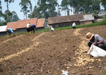 Tani Bangkit : Harapan Baru dari Lereng Kertasari