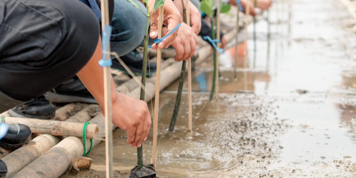 PLN Group Jabar Tanam 20.000 Pohon untuk Perkuat Kawasan Pesisir Karawang