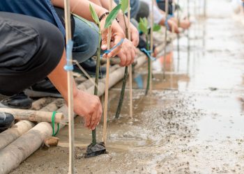 PLN Group Jabar Tanam 20.000 Pohon untuk Perkuat Kawasan Pesisir Karawang