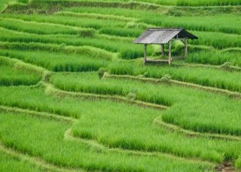 Rp76 Miliar untuk Ketahanan Pangan Desa, Kuningan Andalkan BUMDes